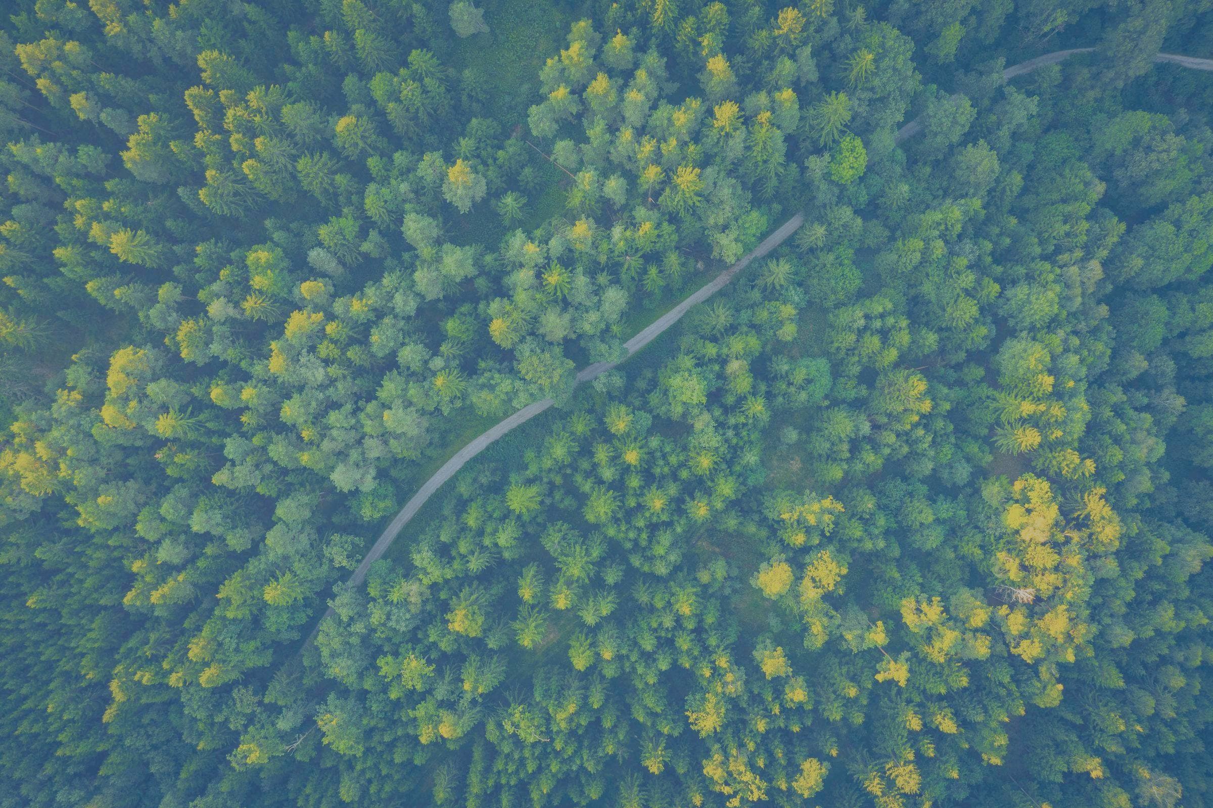 Aerial view of a dense green forest canopy with a track winding through it